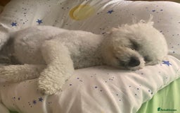 Bichon Frise dogs for stud: For stud only - Image 5