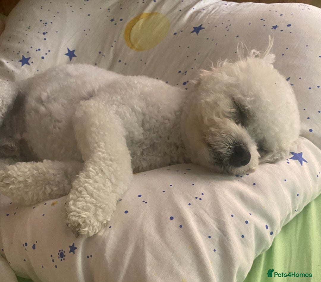 Bichon Frise dogs for stud: For stud only - Image 5
