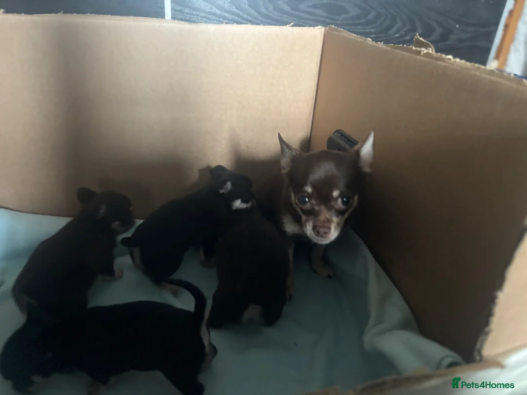 Chihuahua dogs for sale: Beautiful Chihuahua litter  - Advert 24