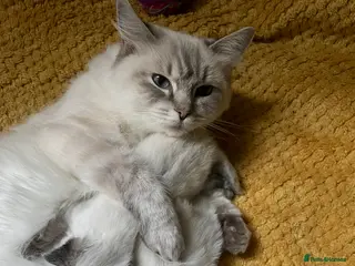 Ragdoll cats Ragdoll kittens - Advert 2