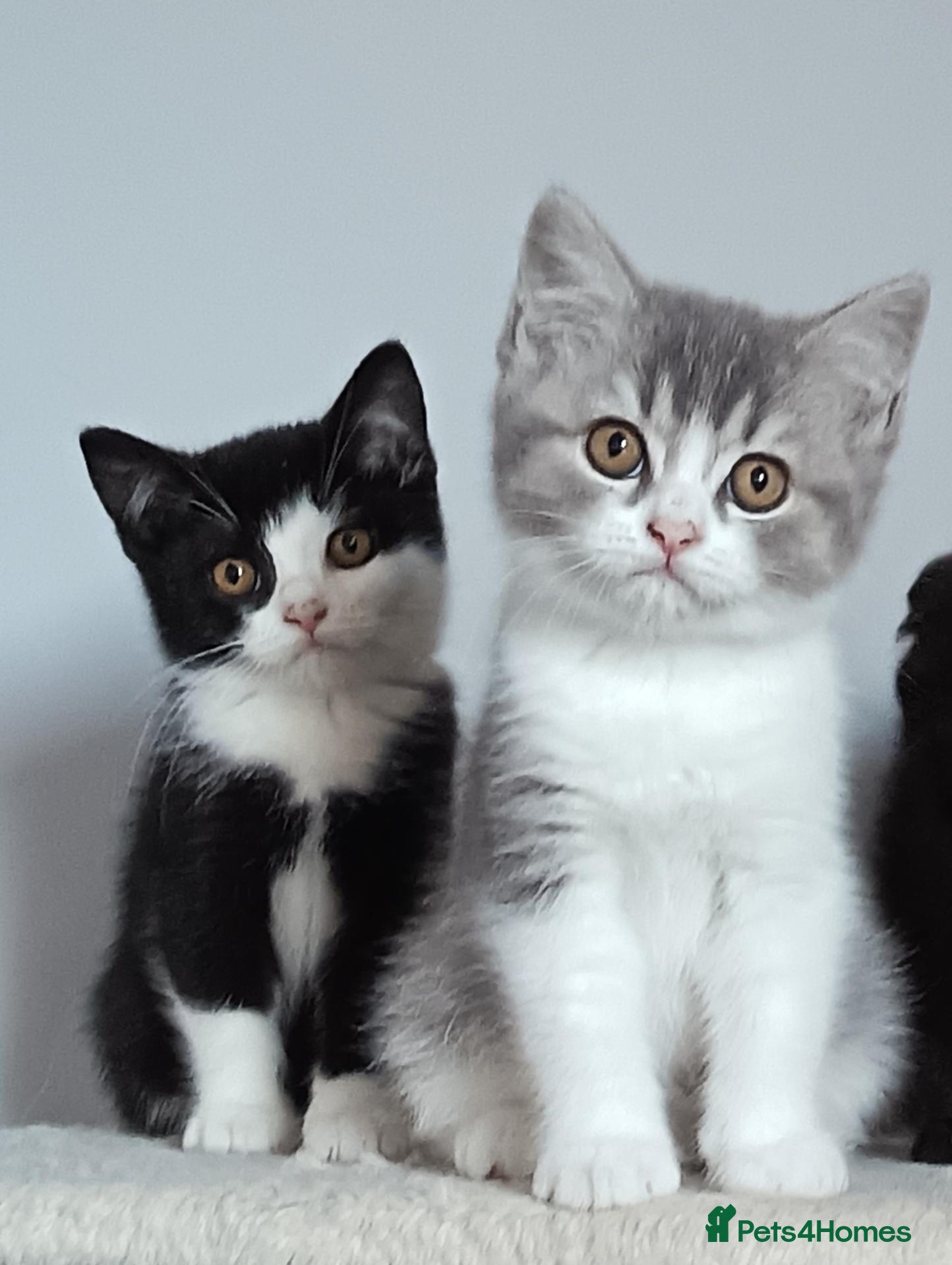 Scottish Fold cats Beautiful kittens - Advert 14