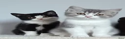 Scottish Fold cats for sale: Beautiful kittens - Advert 14