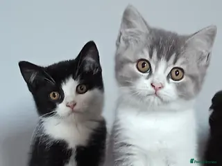 Scottish Fold cats Beautiful kittens - Advert 14