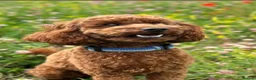 Cockapoo dogs for sale: 🐾 Bonfire Night Puppies🐾 - Advert 6