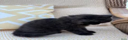Mixed Breed cats for sale: Long haired kittens for sale  - Advert 13