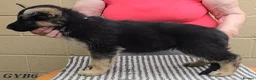 German Shepherd dogs for sale: Top Quality GSD (Alsatian) Pups For Sale - Advert 6