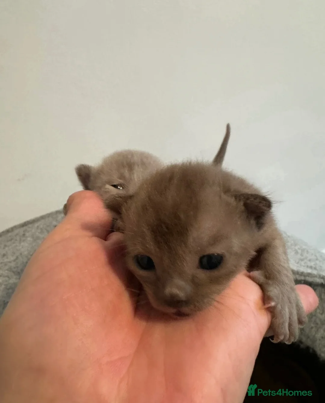 Burmese cats for sale: Home Raised Full Pedigree Burmese Kittens - Advert 6