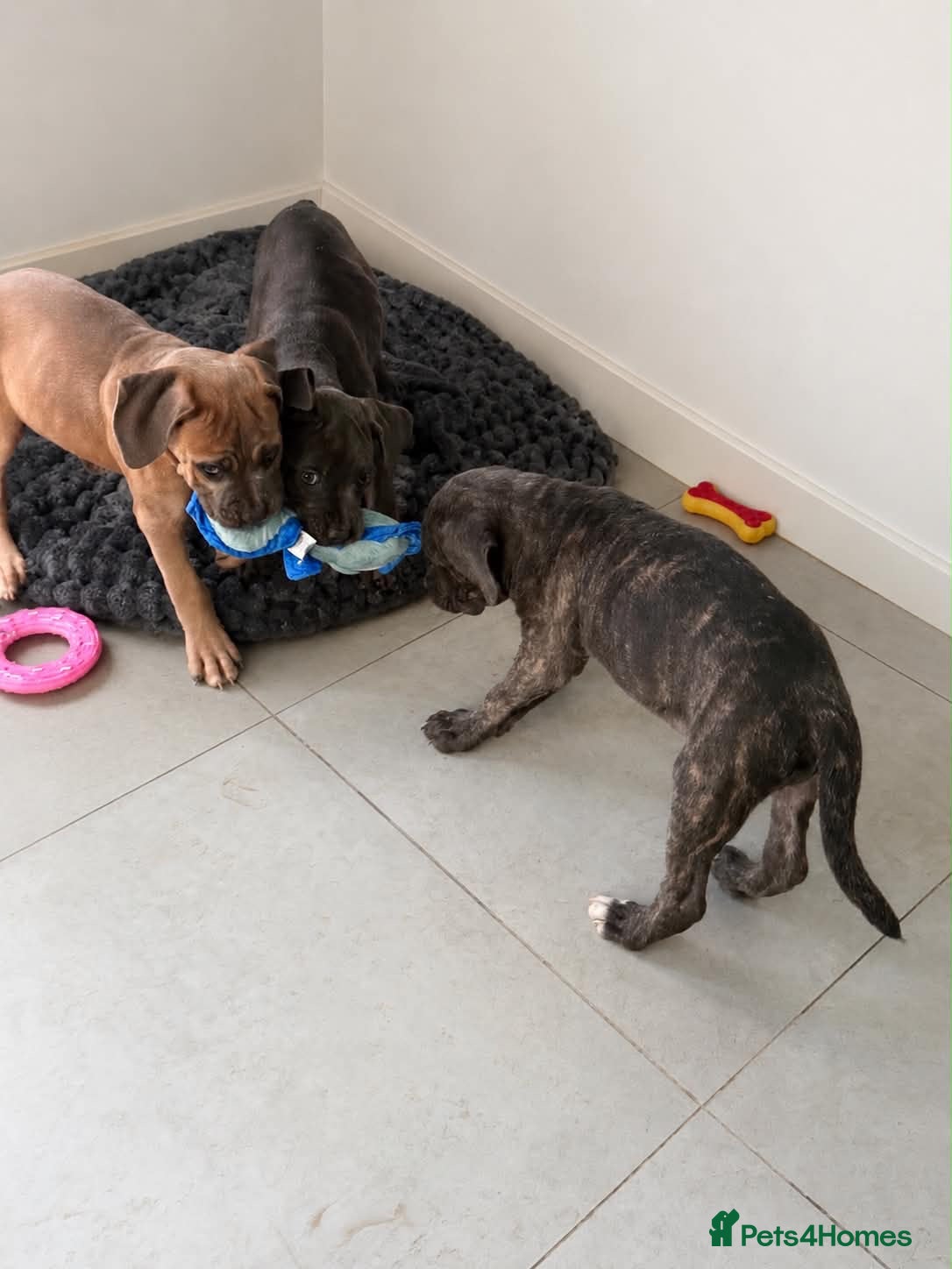 Cane Corso dogs Last 3 left looking for their forever 🏡!🥰 - Advert 1