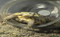 Tortoise reptiles for sale: Horsfield tortoise  - Image 1