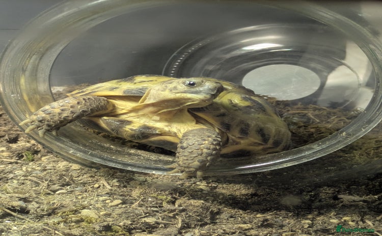 Tortoise reptiles - Advert 1