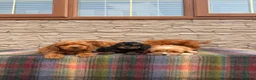 Cockapoo dogs for sale: F1 Cockapoos (council licensed)  in Stourport-on-Severn - Advert 3