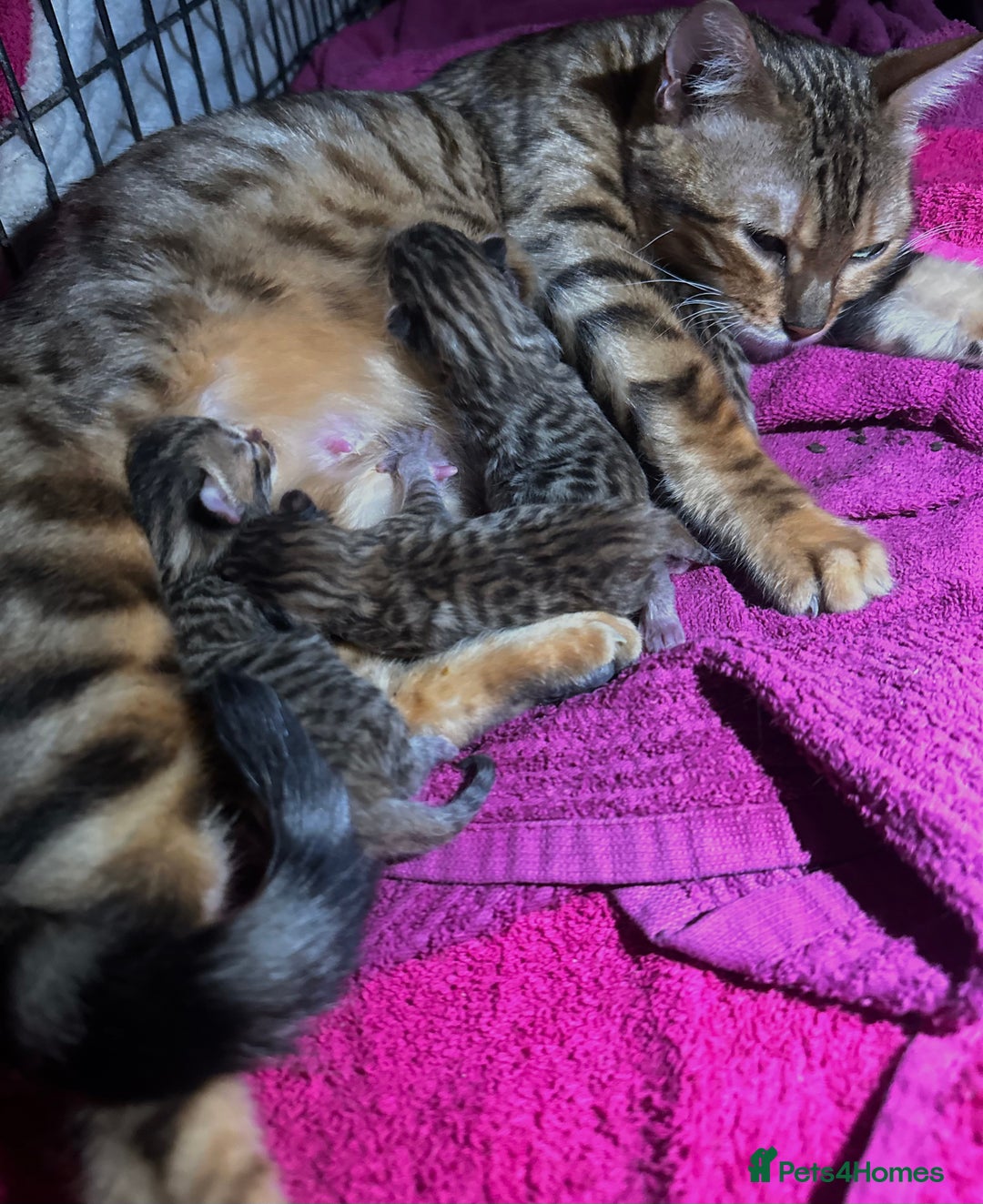 Bengal cats for sale: Stunning bengal x bsh kittens  - Image 8