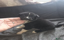 Mixed Breed dogs for sale: mixed breed puppies - Image 5