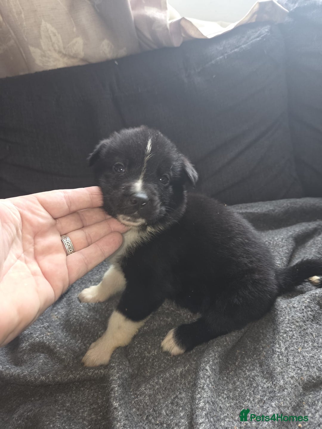 Mixed Breed dogs for sale: mixed breed puppies - Image 5