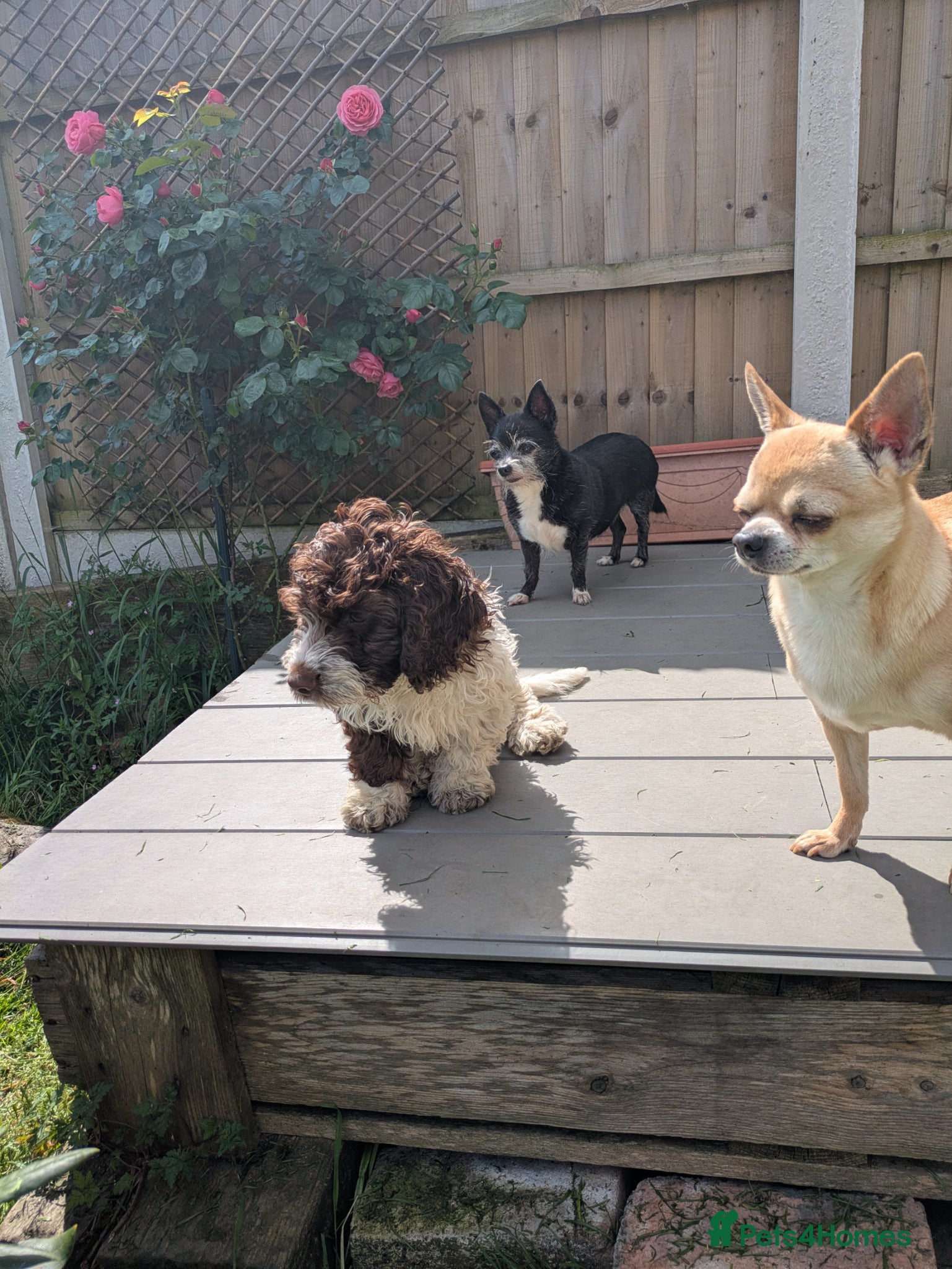 Cockapoo dogs 5 ⭐ DNA tested F1 cockapoos - Advert 2