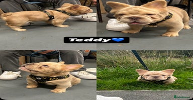 French Bulldog dogs - Advert 15