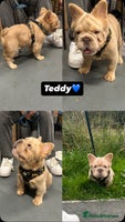 French Bulldog dogs - Advert 8