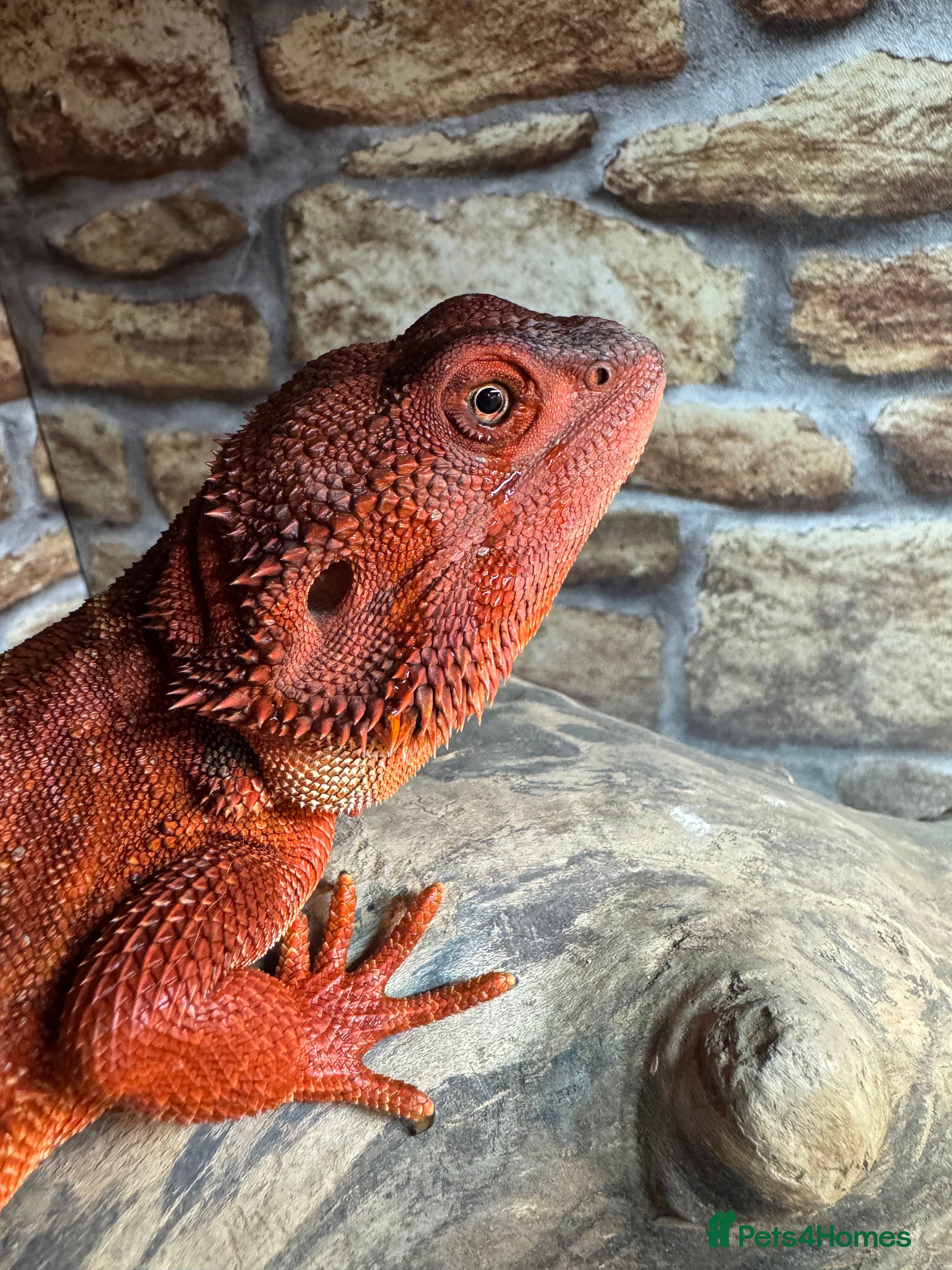 Bearded Dragon reptiles Dark red monster bearded dragon male - Advert 10