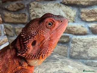 Bearded Dragon reptiles Dark red monster bearded dragon male - Advert 10