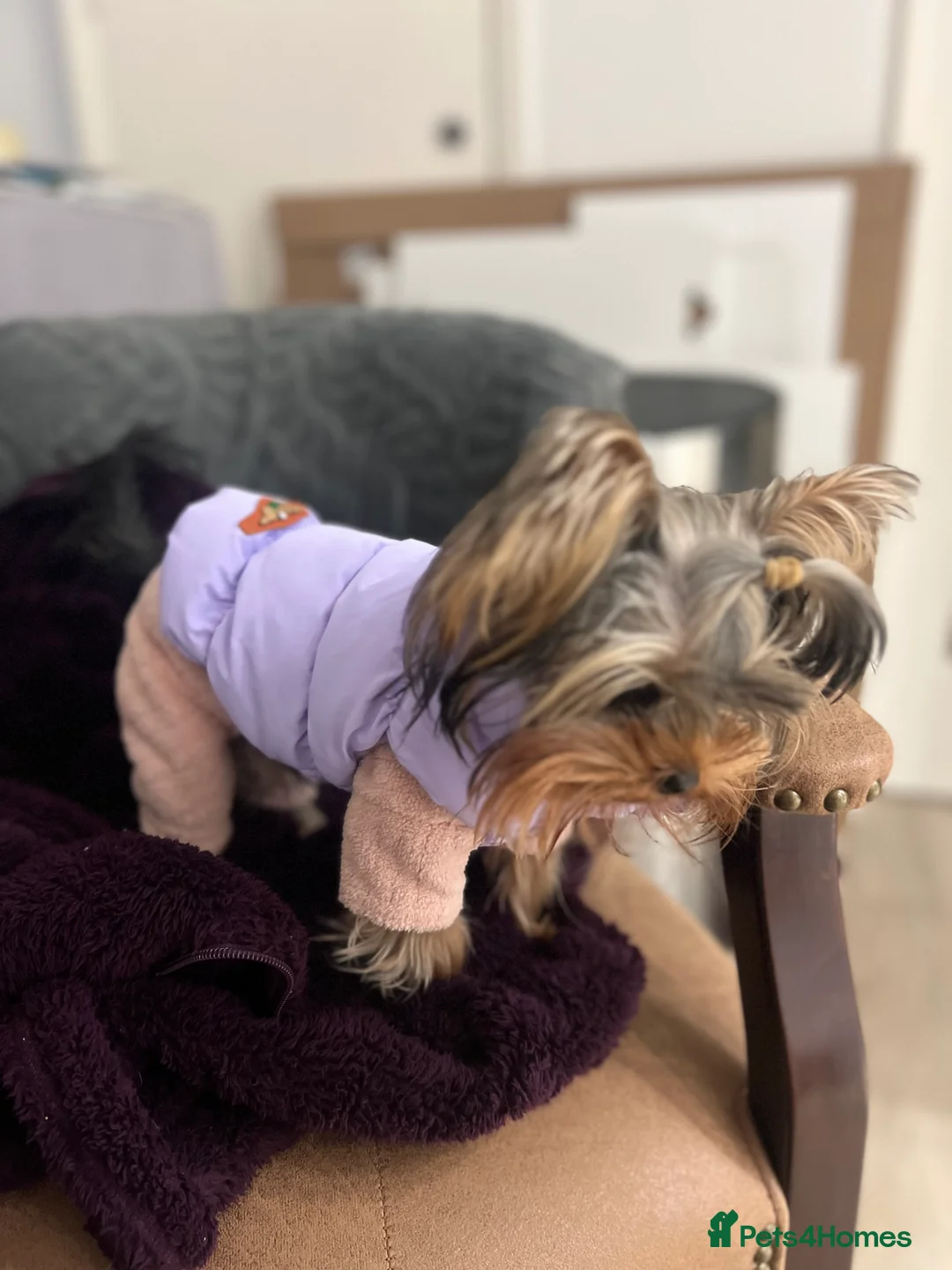 Yorkshire Terrier dogs for stud: ⭐️1.2kg Pedigree Miniature Yorkie STUD - Advert 2