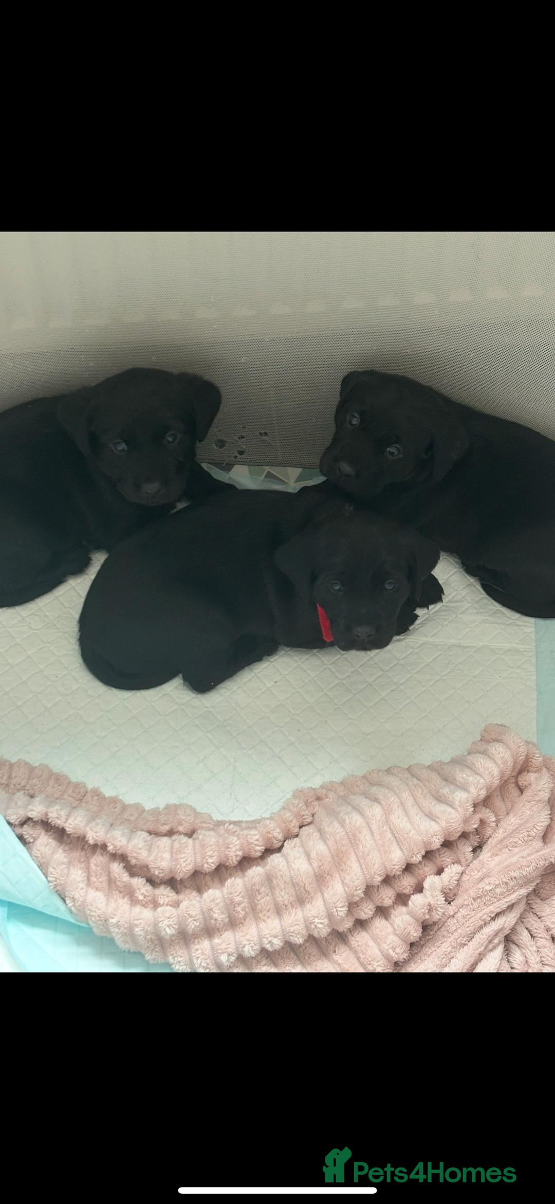 Labrador Retriever dogs for sale: Black labs for sale  - Image 5