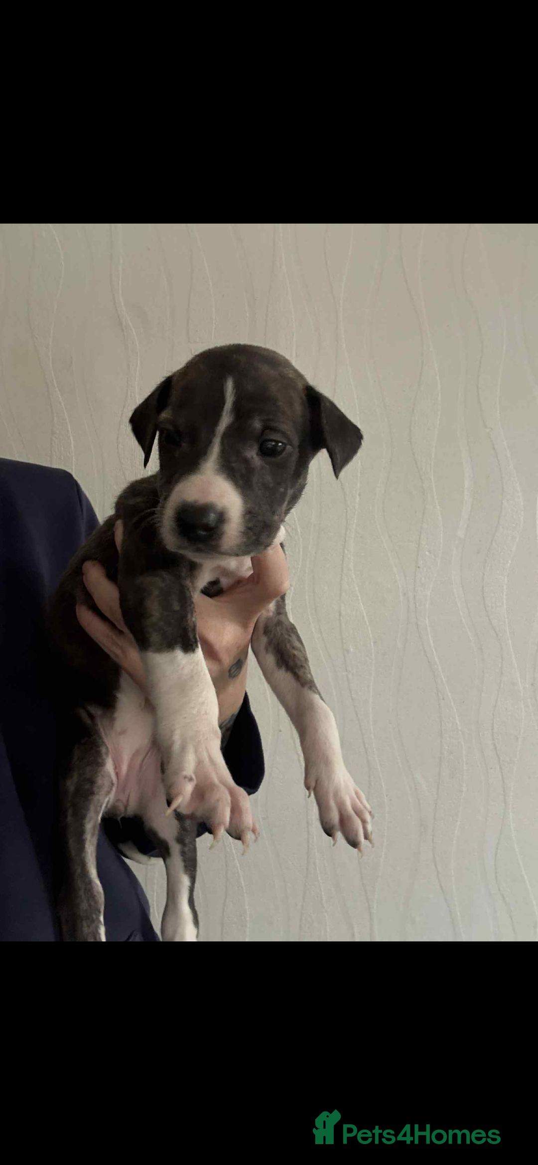 Lurcher dogs for sale: Saluki bull greyhound lurcher puppy’s pups puppies - Image 9