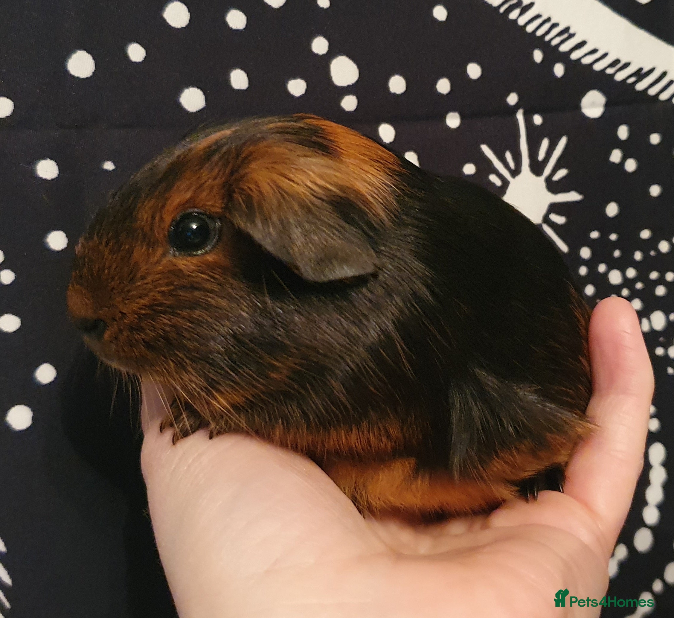 Guinea Pig rodents guinea pigs  - Advert 21