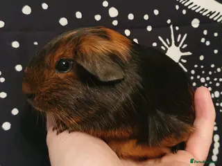 Guinea Pig rodents guinea pigs - Advert 21