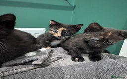 Mixed Breed cats for sale: Sweet kittens 😻 - Image 5