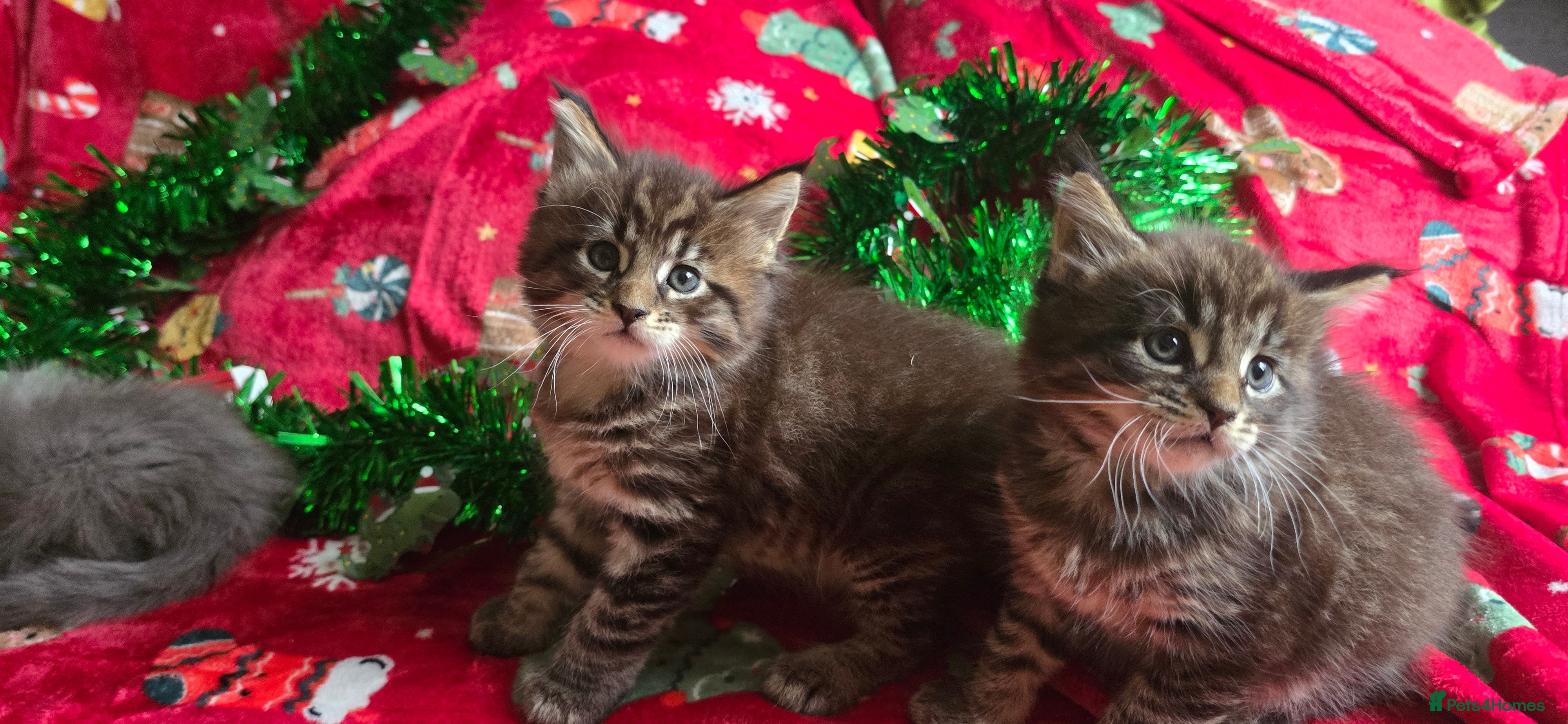 Maine Coon cats Maine Coon Kittens  - Advert 1