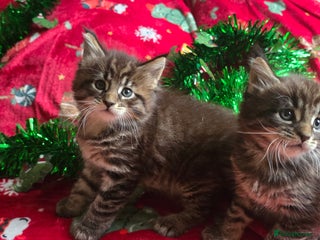 Maine Coon cats Maine Coon Kittens - Advert 1