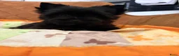 Yorkshire Terrier dogs for sale: Beautiful Yorkshire terrier pups🩵🩷 - Advert 8