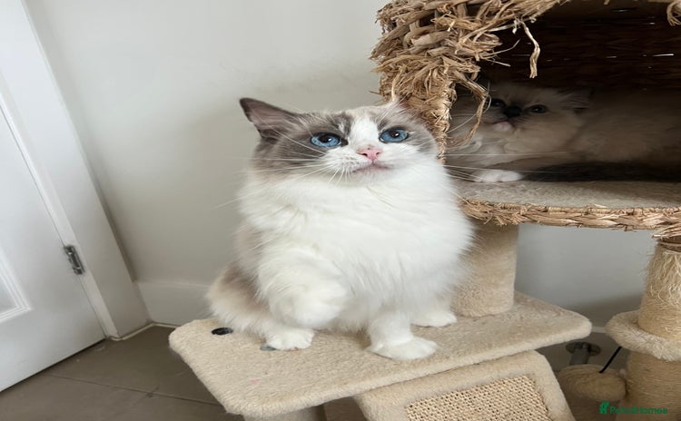 Ragdoll cats - Advert 9