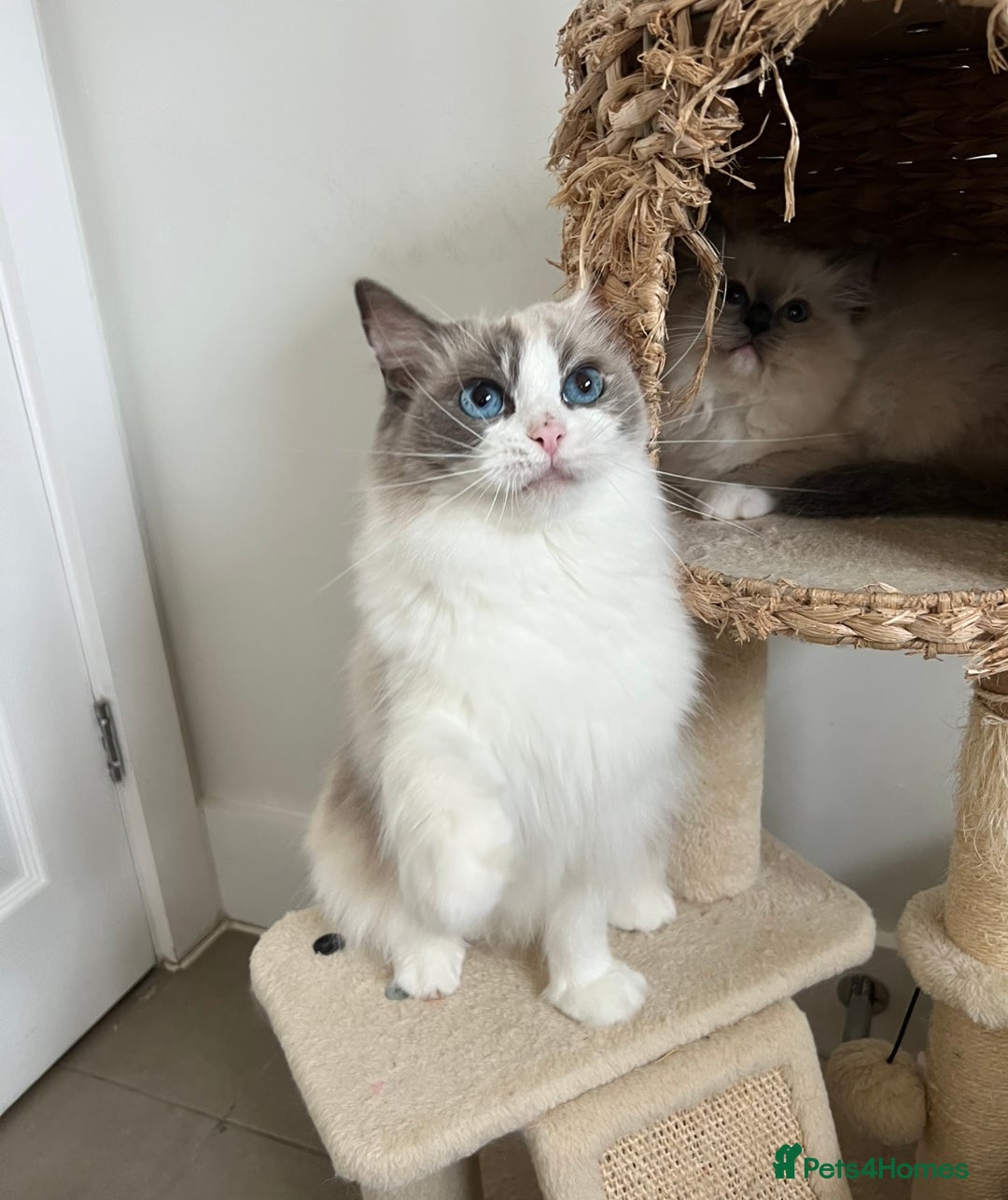 Ragdoll cats for sale: GCCF Registered Female Adult Ragdoll - Spayed - Image 8