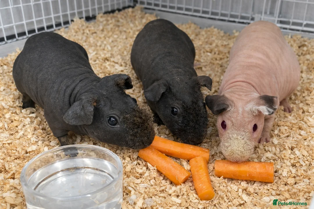 Guinea Pig rodents for sale: 3 X Skinny Pigs - all female - Advert 1