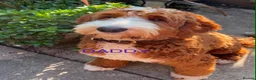 Goldendoodle dogs for sale: STUNNING AUSTRALIAN GOLDENDOODLE PUPPIES! - Advert 11