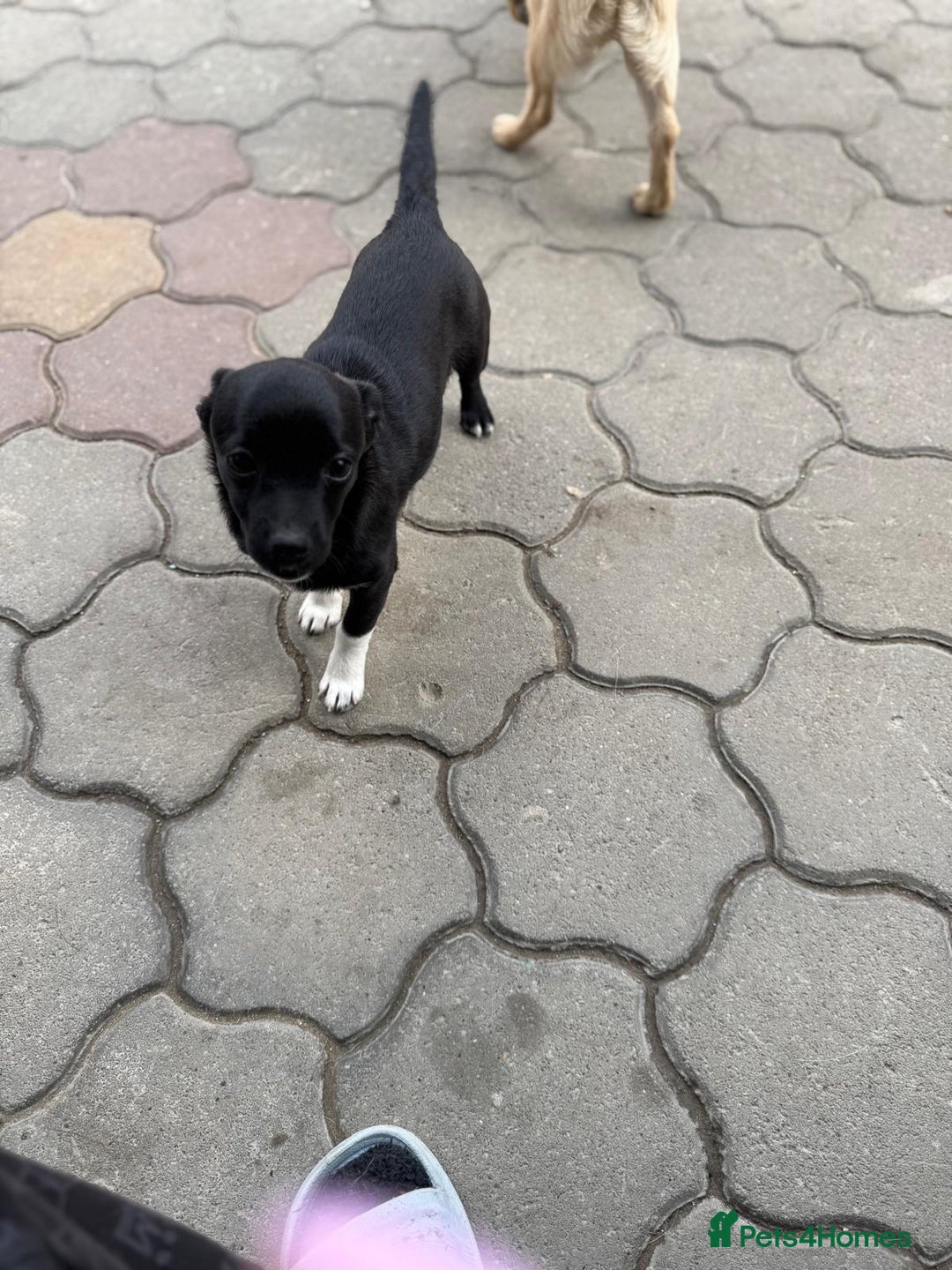 Mixed Breed dogs for adoption: FLORA - a Lovely tiny puppy girl for a Loving Home - Advert 5