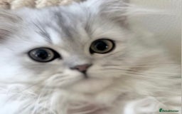 Persian cats for sale: 🎀4 BOYS LEFT!! 🎀Persian Chinchilla Kittens 💎 - Image 1