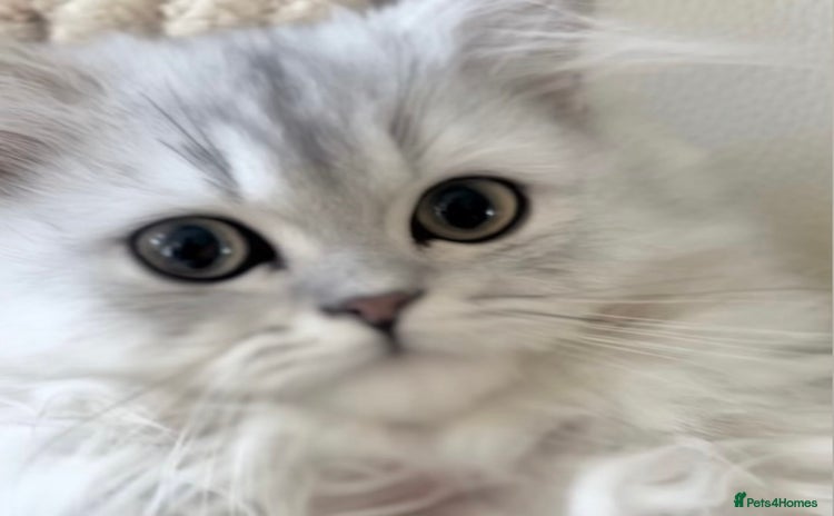 Persian cats - Advert 11