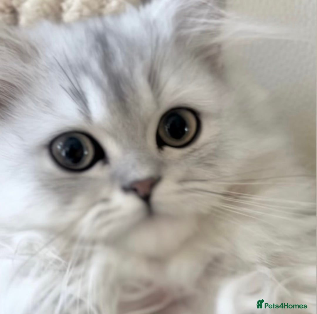 Persian cats for sale: 🎀4 BOYS LEFT!! 🎀Persian Chinchilla Kittens 💎 - Image 1