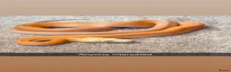 Python Snake reptiles for sale: 2 reticulated pythons  in Flint - Advert 3