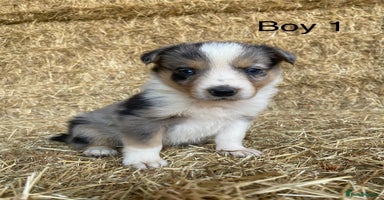 Border Collie dogs - Advert 9