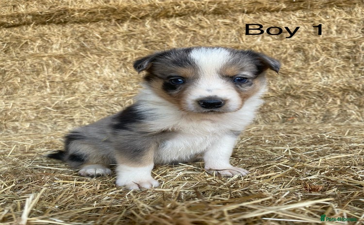 Border Collie dogs - Advert 3