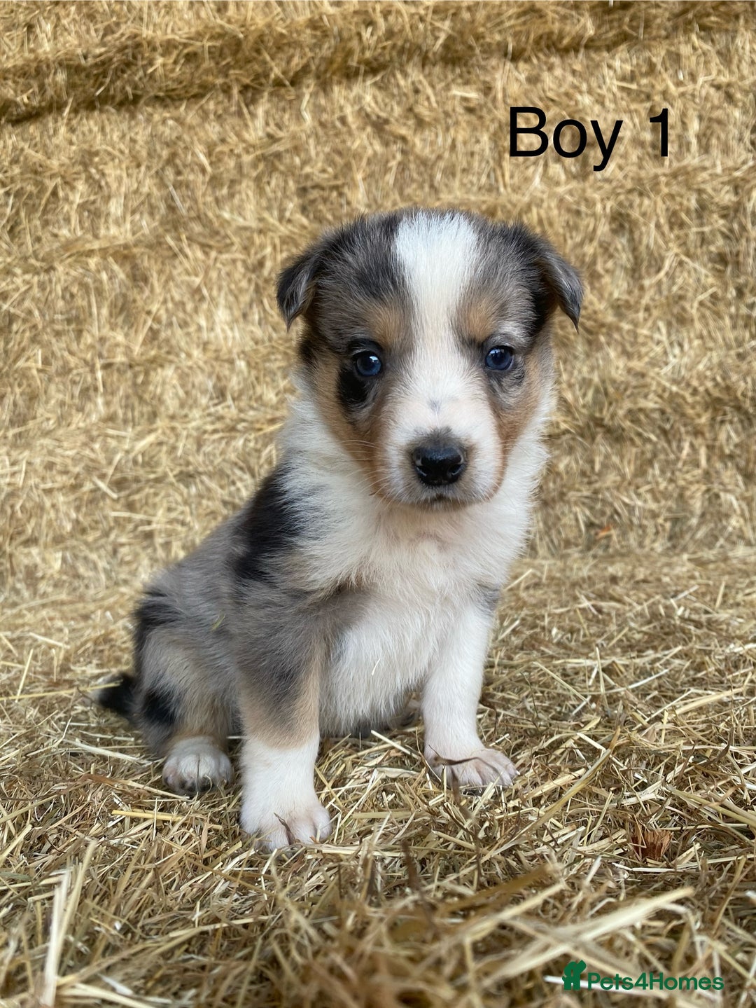 Border Collie dogs for sale: Adorable Border Collie Puppies for sale  - Image 1