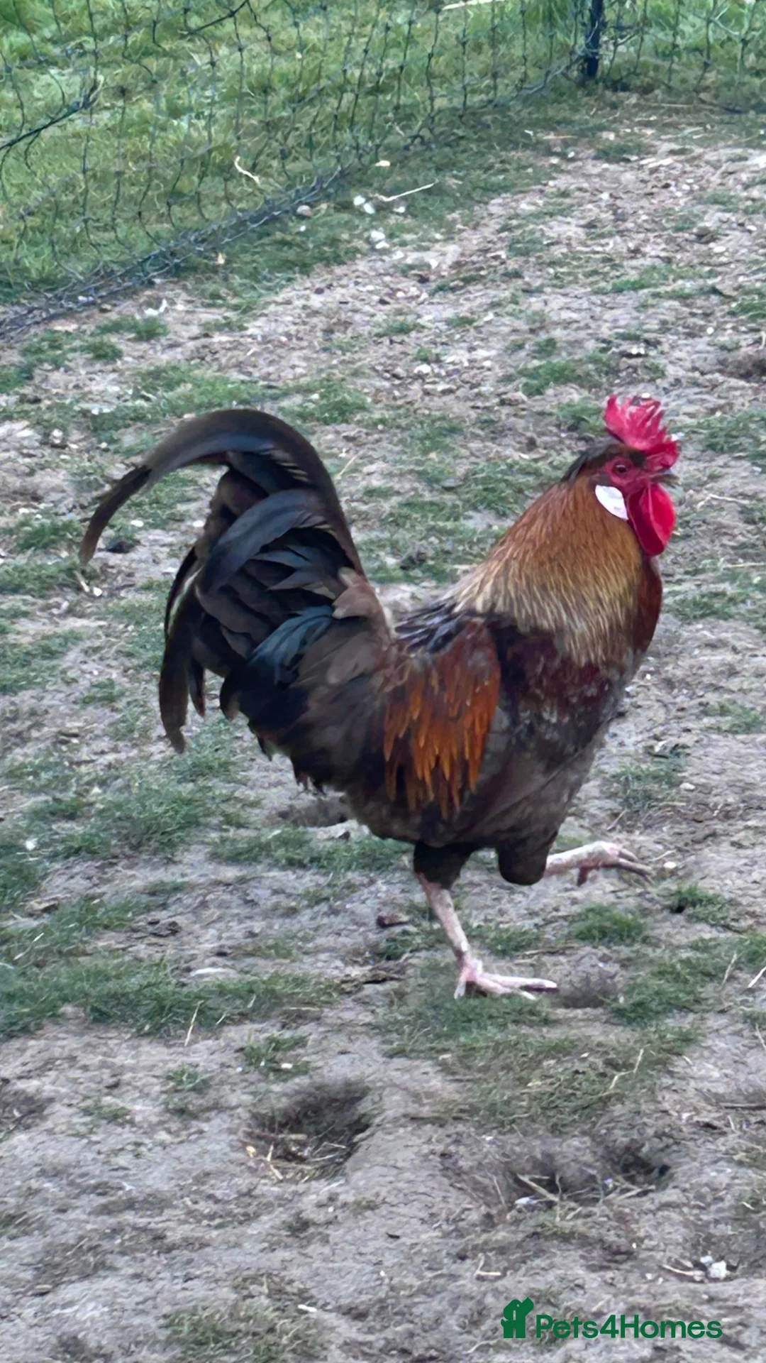 Chickens poultry for sale: Rooster in Maldon - Advert 3
