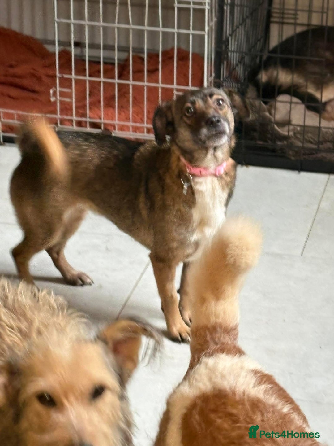 Mixed Breed dogs for adoption: Lindy - Norwich Norfolk  - Advert 9