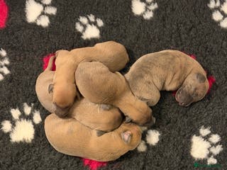 Whippet dogs KC registered Whippet Puppies from Champion Line - Advert 4