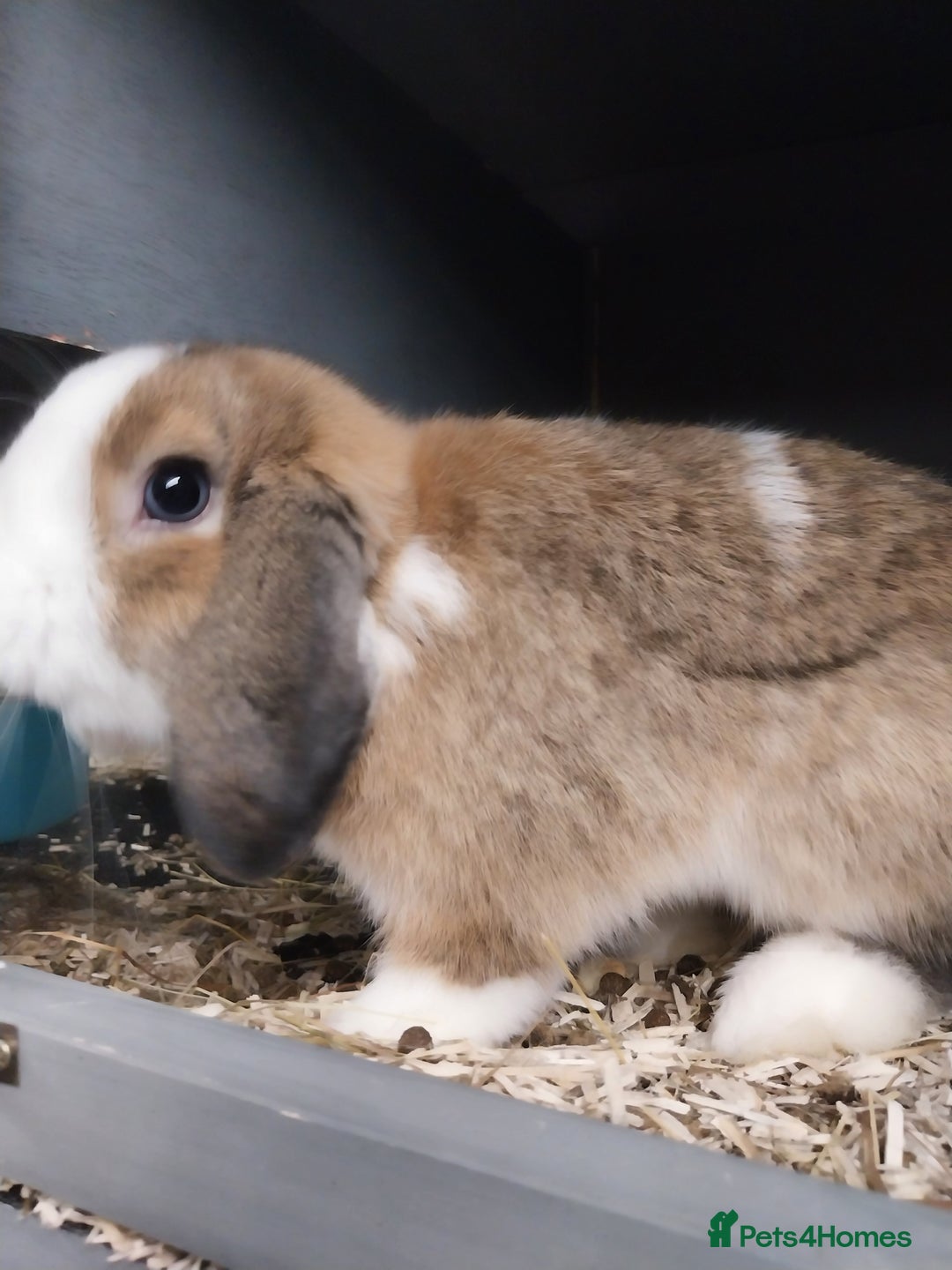 Mini Lop rabbits for sale: Mini lop rabbits  - Image 9