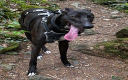 Lurcher dogs for sale: 4 y/o lurcher for rehoming - Image 5
