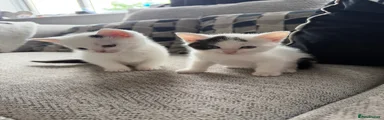 Mixed Breed Kitten 2